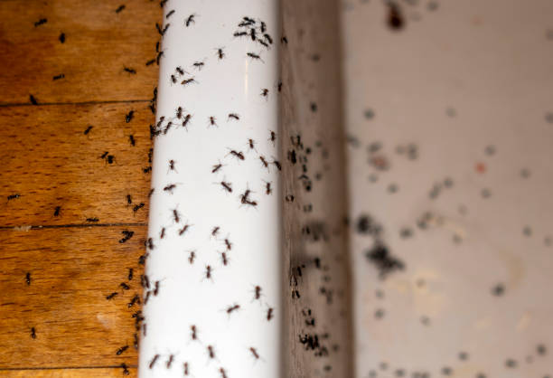 Trusted Belwood, NC Pest Control Experts