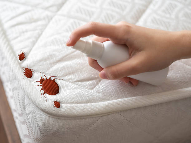Best Wasp Removal Services  in Belwood, NC