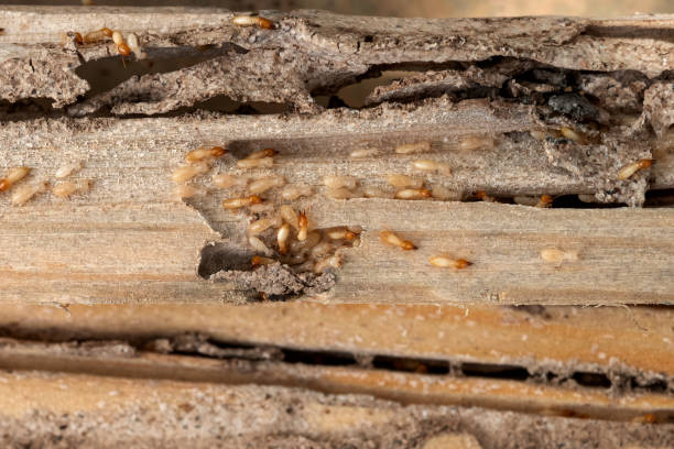 Best Termite Control Services  in Belwood, NC