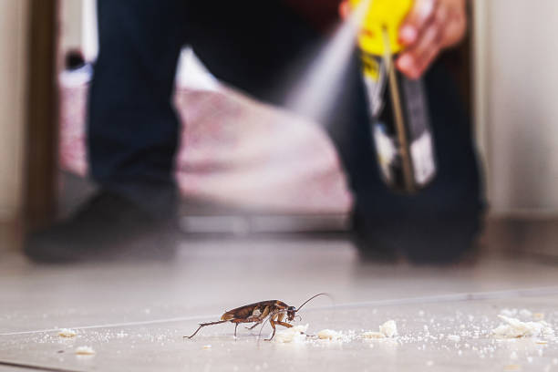 Best Exterminator Services  in Belwood, NC